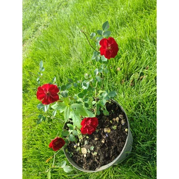 Piros talajtakaró rózsa (Rosa × hybrida)