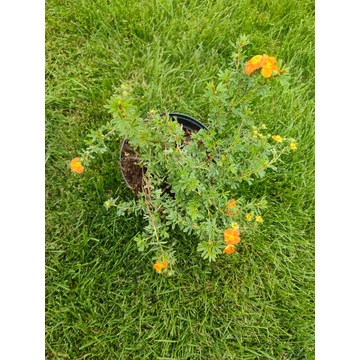 Narancssárga virágú cserjés pimpó (Potentilla fruticosa &#039;Tangerine&#039;)