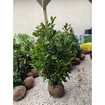 Babérmeggy (Novita) földlabdás 110-130 cm