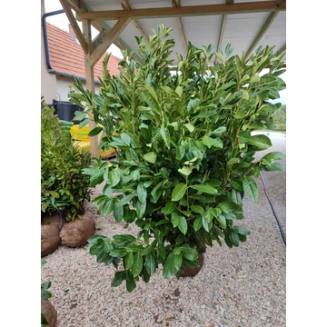 Babérmeggy (Novita) földlabdás 150-170 cm