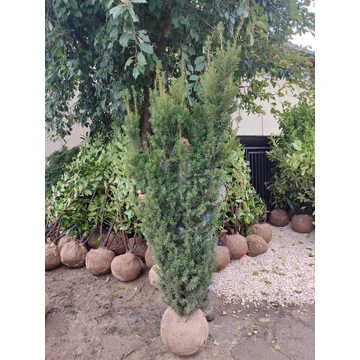 Oszlopos tiszafa (Taxus × media &#039;Hicksii&#039;) földlabdás 175-200 cm