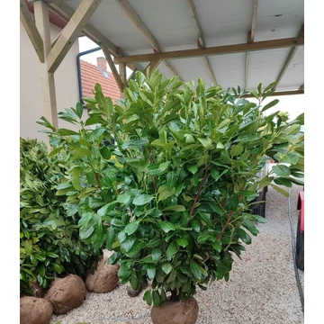 Babérmeggy (Novita) földlabdás 130-150 cm