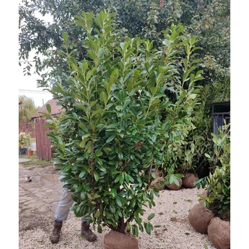 Babérmeggy (Novita) földlabdás 200-240 cm