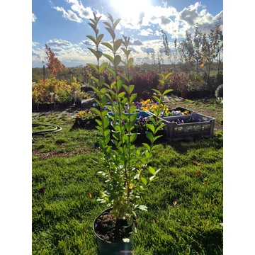 Fagyal (Ligustrum ovalifolium)