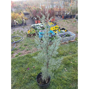 Arizonai ciprus (Hesperocyparis arizonica)