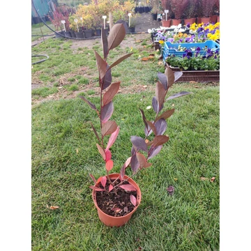 Fekete berkenye (Aronia melanocarpa)