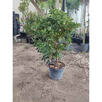 Téli bangita (Viburnum tinus)