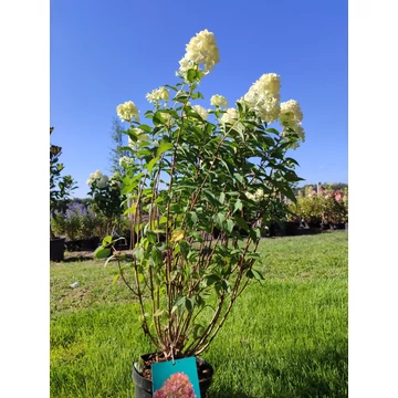 Bugás hortenzia (Hydrangea paniculata &#039;Petite Cherry&#039;)
