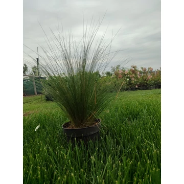 Árvalányhaj (Stipa tenuissima)