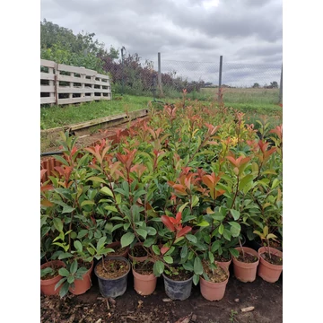 Korallberkenye (Red Robin) 60-80 cm