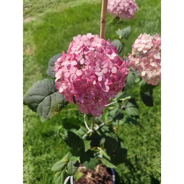 Cserjés hortenzia (Hydrangea arborescens &#039;Pink Annabelle&#039;)
