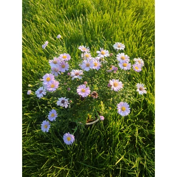 Őszirózsa (Aster dumosus &#039;Lady in Blue&#039; , Aster ageratoides &#039;Starshine&#039; , Aster dumosus &#039;Jenny&#039;)