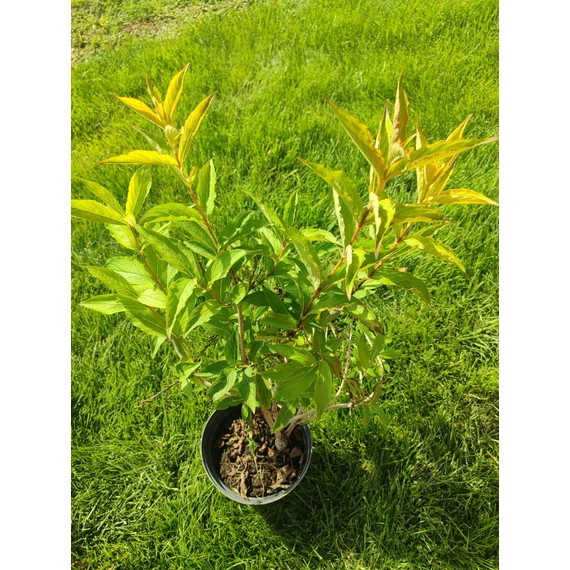 Rózsalonc (Weigela florida 'Red Prince')