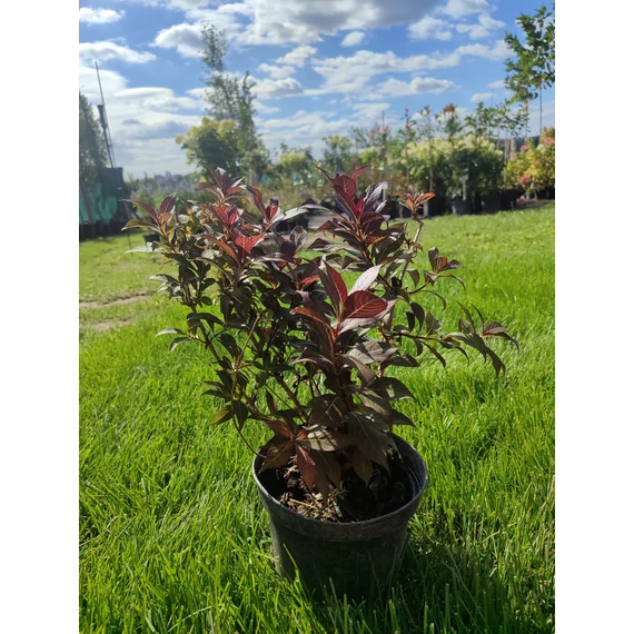 Rózsalonc (Weigela florida 'Elvera')