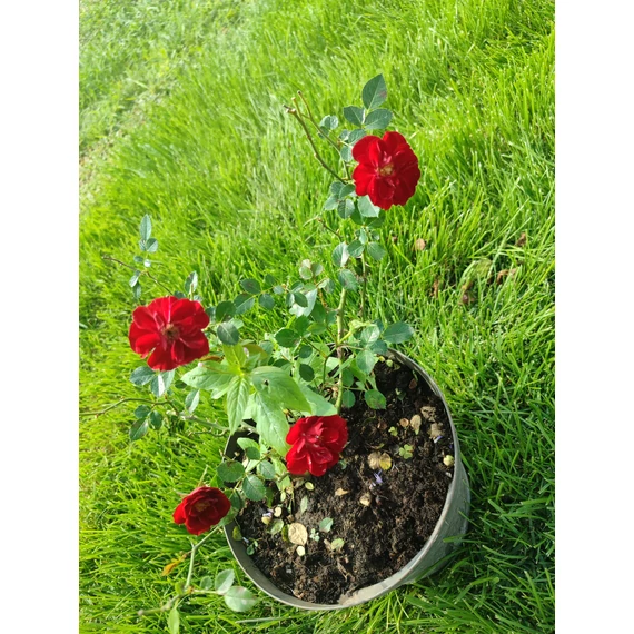 Piros talajtakaró rózsa (Rosa × hybrida)