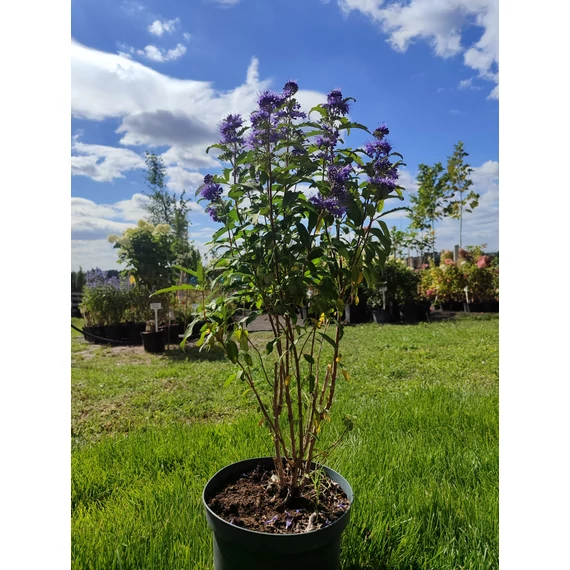 Kékszakáll (Caryopteris clandonensis)