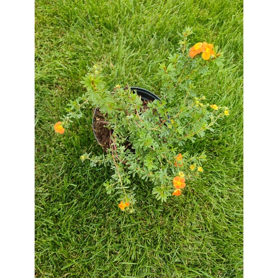 Narancssárga virágú cserjés pimpó (Potentilla fruticosa 'Tangerine')