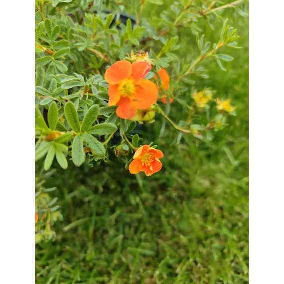 Narancssárga virágú cserjés pimpó (Potentilla fruticosa 'Tangerine')
