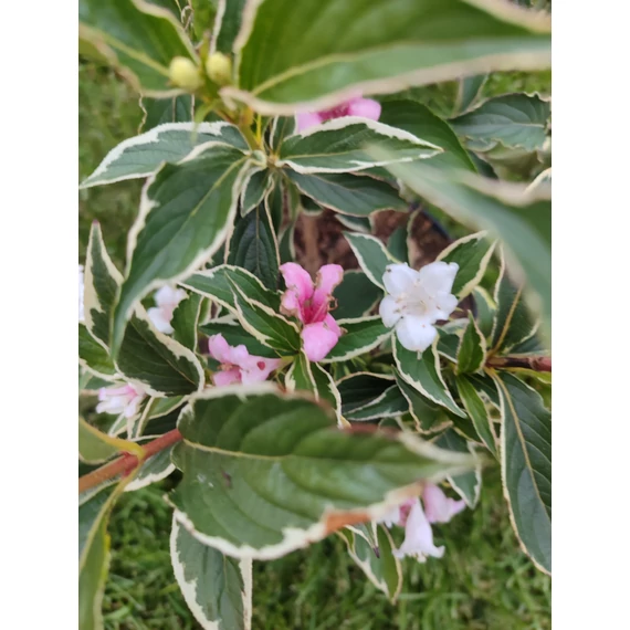 Tarka levelű rózsalonc (Weigela florida ‘Variegata’)