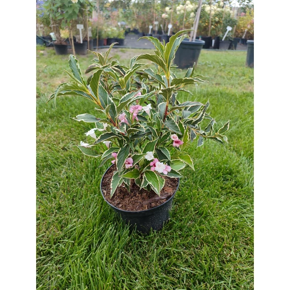 Tarka levelű rózsalonc (Weigela florida ‘Variegata’)