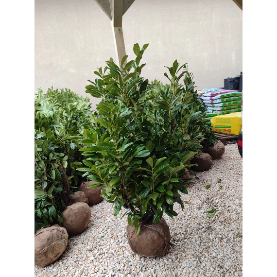 Babérmeggy (Novita) földlabdás 110-130 cm