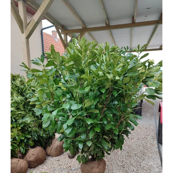 Babérmeggy (Novita) földlabdás 130-150 cm