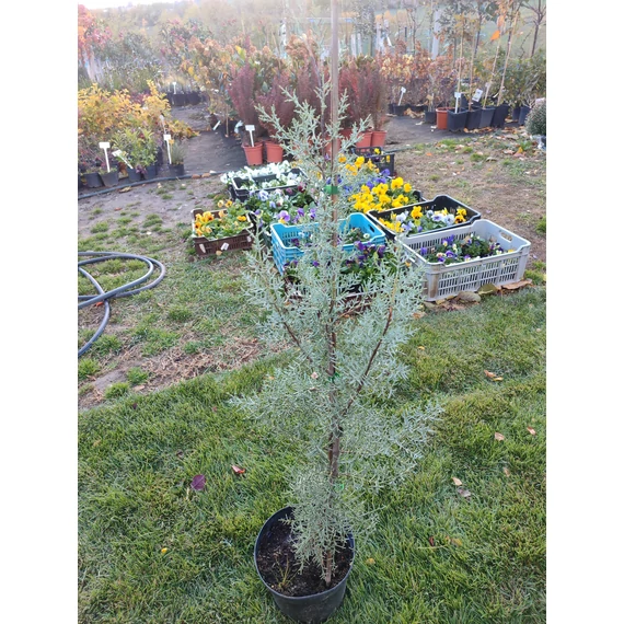 Arizonai ciprus (Hesperocyparis arizonica)