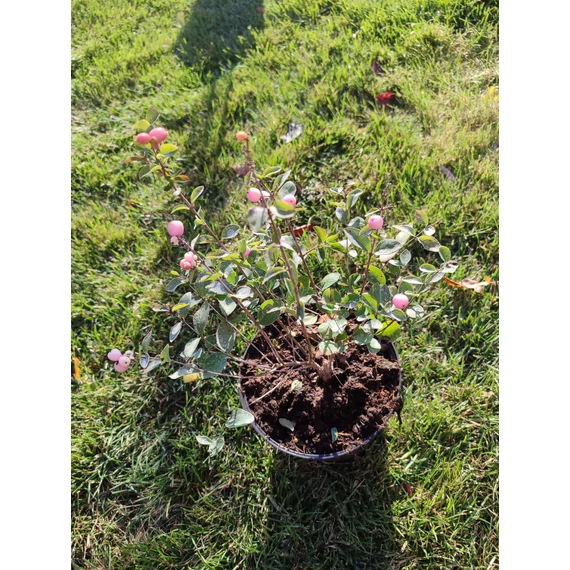 Hóbogyó (Symphoricarpos chenaultii 