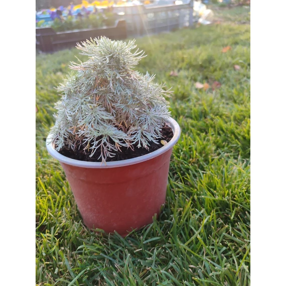 Fényes levelű üröm (Artemisia schmidtiana 'Nana')