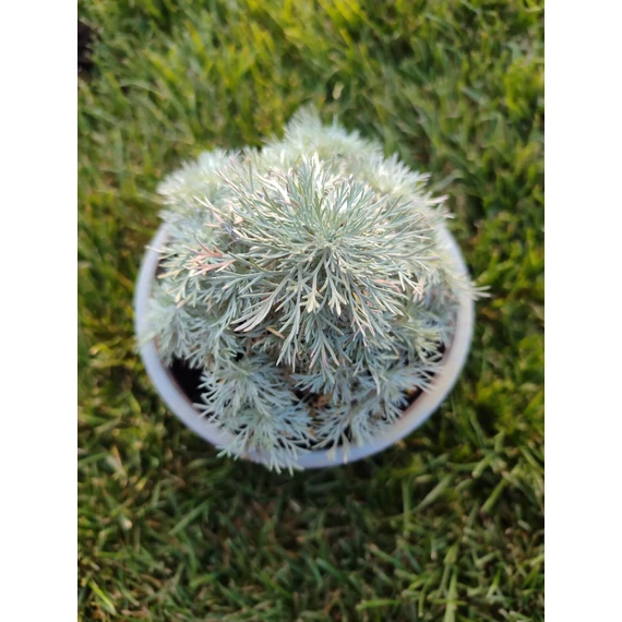 Fényes levelű üröm (Artemisia schmidtiana 'Nana')