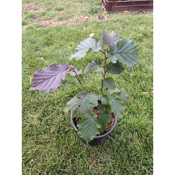 Vörös levelű mogyoró (Corylus maxima 'Purpurea')