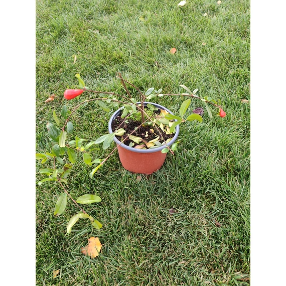 Gránátalma (Punica granatum)