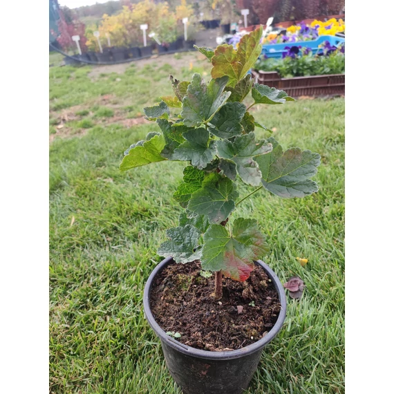 Fekete ribizli (Ribes nigrum)