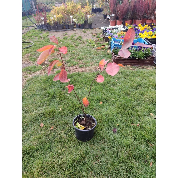 Mézbogyó (Lonicera caerulea)