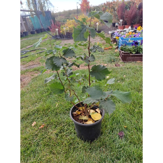 Európai mogyoró (Corylus avellana)