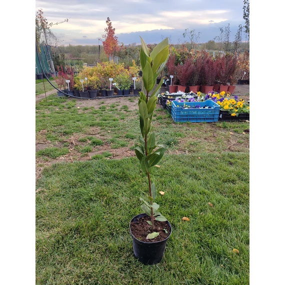 Fűszerbabér (Laurus nobilis)