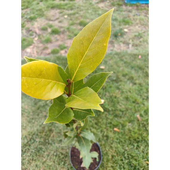 Fűszerbabér (Laurus nobilis)