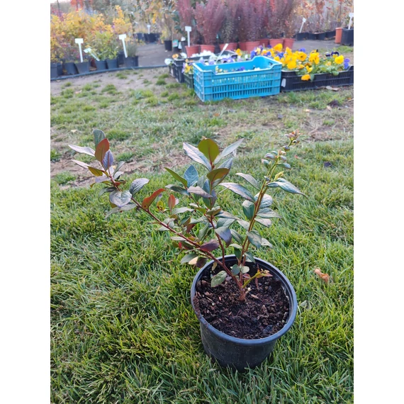 Kék áfonya (Vaccinium corymbosum 'Chandler')