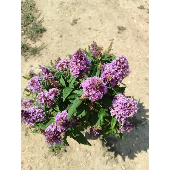 Törpe nyáriorgona (Buddleja davidii lila "Sweetheart")