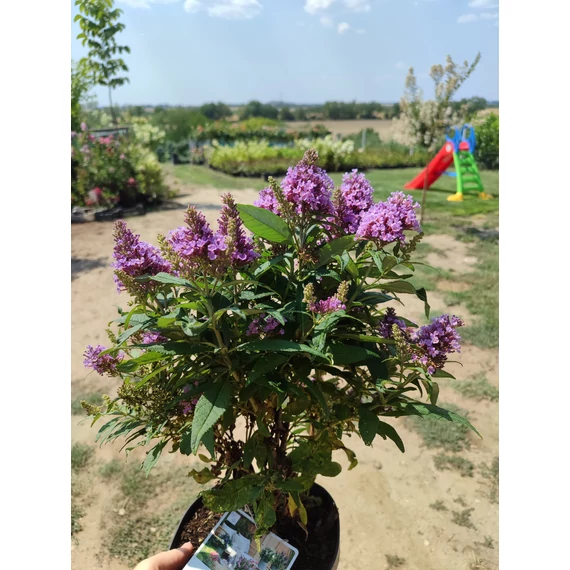 Törpe nyáriorgona (Buddleja davidii lila 