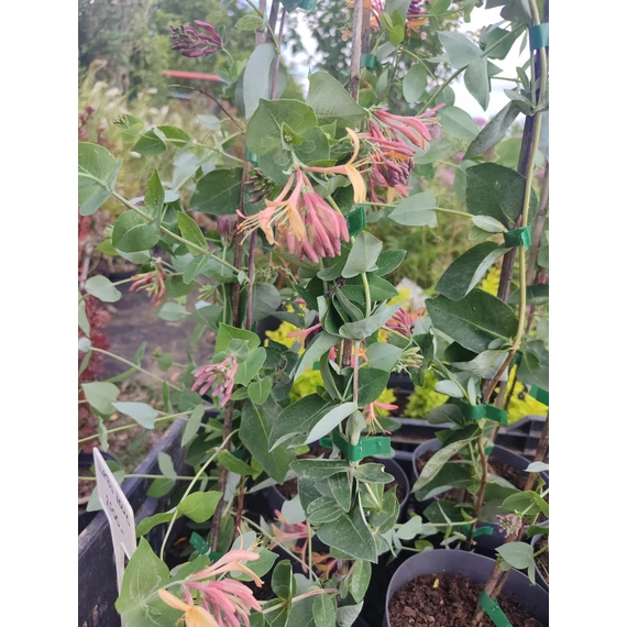 Japán kúszólonc (Lonicera x heckrottii 