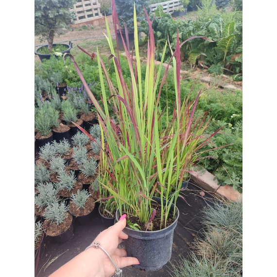 Japán vérfű (Imperata cylindrica 