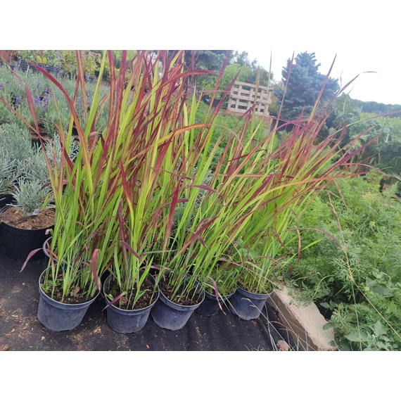 Japán vérfű (Imperata cylindrica 