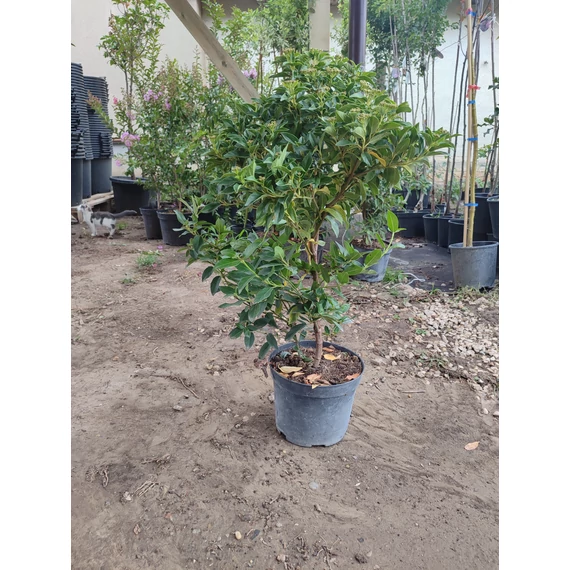 Téli bangita (Viburnum tinus)