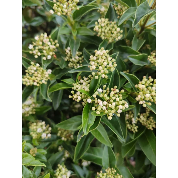 Téli bangita (Viburnum tinus)