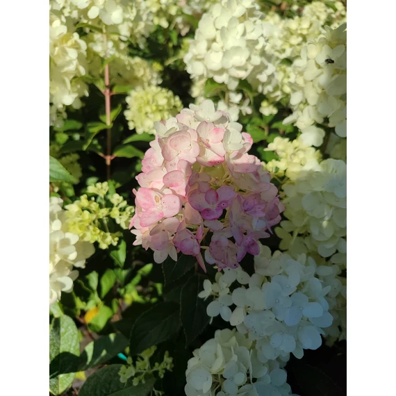 Bugás hortenzia (Hydrangea paniculata 'Petite Cherry')