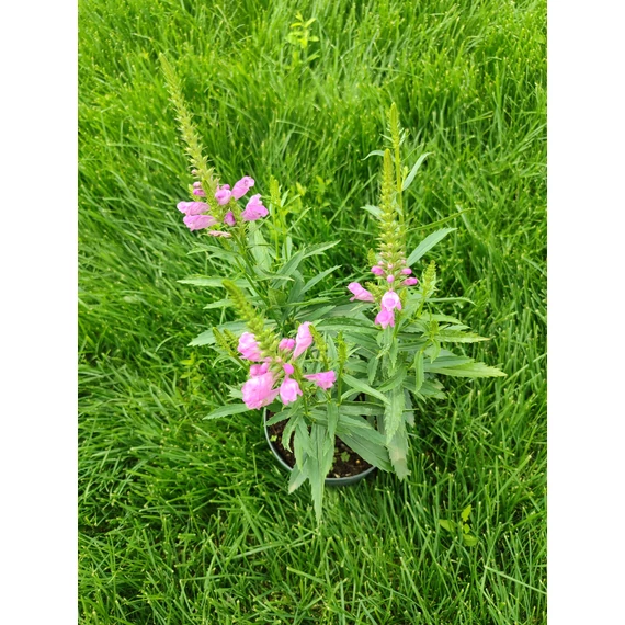 Füzérajak (Physostegia virginiana 'Vivid')