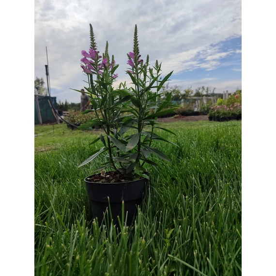 Füzérajak (Physostegia virginiana 'Vivid')