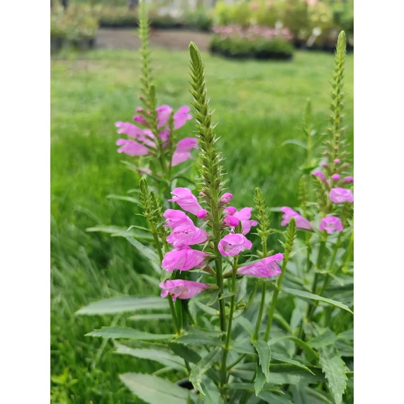 Füzérajak (Physostegia virginiana 'Vivid')