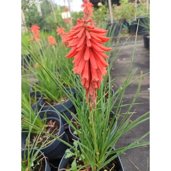 Fáklyaliliom (Kniphofia 'Poco Red')